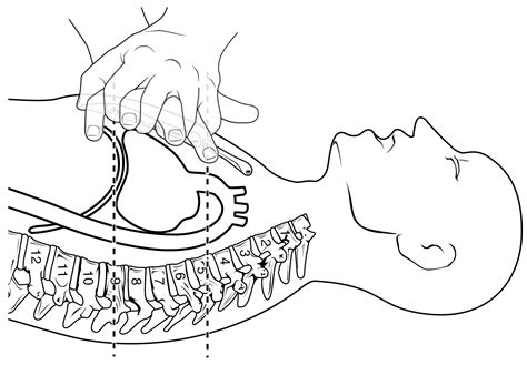 Heart Anatomy · Anatomy and Physiology