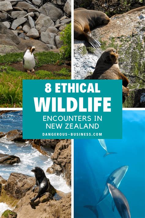 8 Unique (and Ethical) Wildlife Encounters to Have in New Zealand