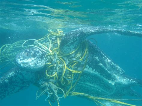 Marine turtles dying after becoming entangled in plastic rubbish