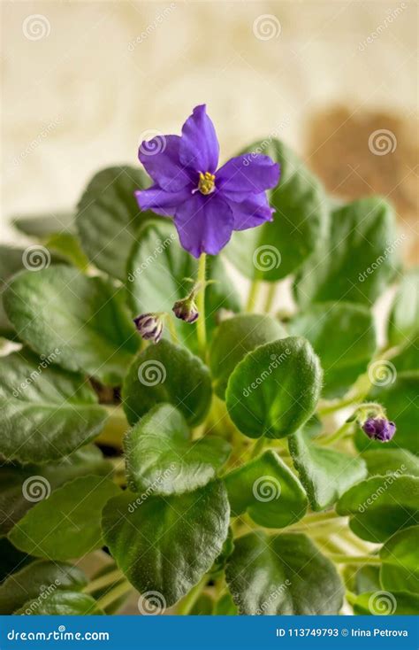 Indoor Flower, African Violets Stock Image - Image of field, elegance ...