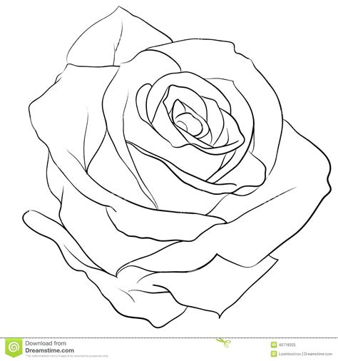 Rose Drawing Outline - Rose Outline - Clipartion.com - We did not find ...