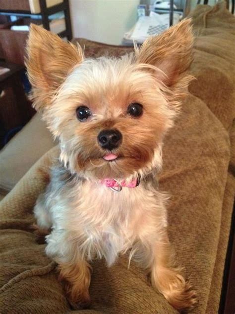 yorkie haircut styles | Yorkshire terrier puppies, Yorkie, Yorkie dogs