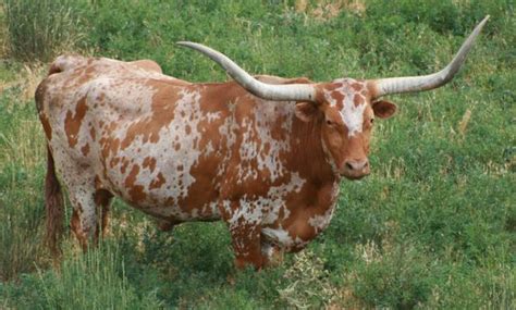 Stunning "Longhorn Steer" Artwork For Sale on Fine Art Prints