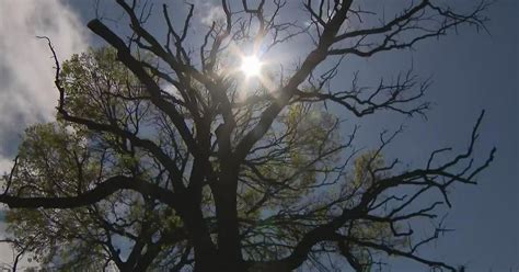 Time 300-year-old bur oak tree at Lincoln Park Zoo - CBS Chicago