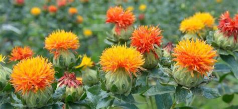 Safflower Seed 101: Everything You Need To Know! - Bird Watching HQ