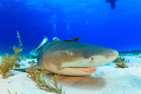 Lemon Shark Facts | CRITTERFACTS