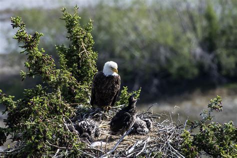 Bald Eagle Nesting Photograph by Mark Newman | Fine Art America