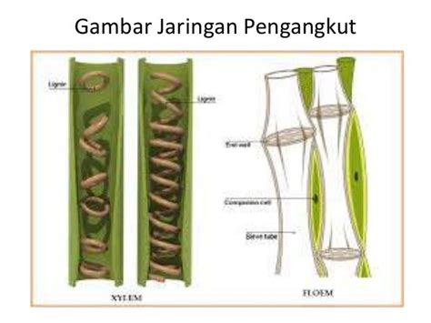 Jaringan Pengangkut Pada Tumbuhan - Neofotografi