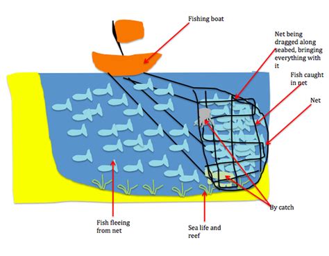 Problem - Overfishing in Australia