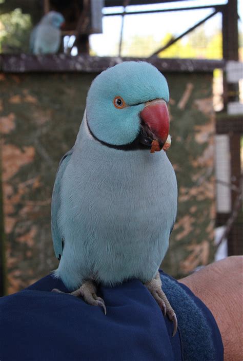 Male Indian Ringneck Parrot : Biological Science Picture Directory ...