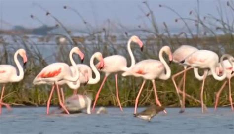 Over 11 lakh migratory birds visit Chilika lake in Odisha.