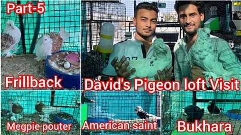 David Bhai khubsurat Quality k Frillback,Jackobin,Pouter,King | David’s Pigeon Loft MP Part -5 ...