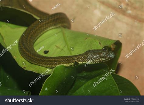 494 Baby anaconda Images, Stock Photos & Vectors | Shutterstock