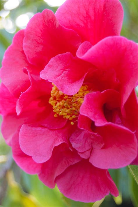 Camellia reticulata 'Crimson Robe', SF Botanical Garden (0… | Flickr