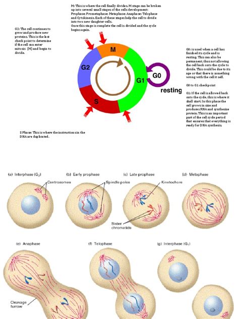 Cell Cycle. | PDF | Mitosis | Cell Cycle