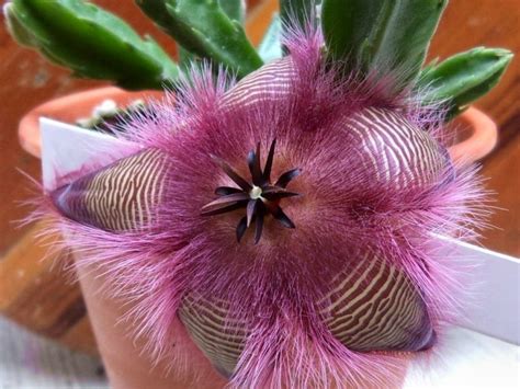 Stapelia hirsuta - African Starfish Flowers | World of Succulents