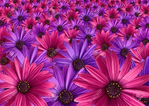 pink and purple flowers background Stock Photo - 11122326 | Purple ...