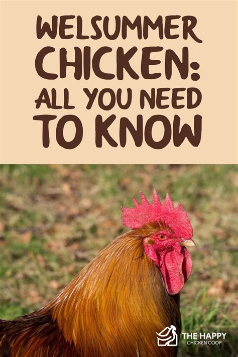 Welsummer Chicken: All You Need To Know - The Happy Chicken Coop