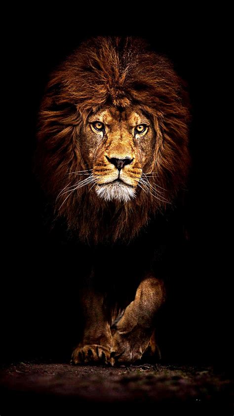 Wallpaper 4K Hd Phone Trick | Lion wallpaper, Lion hd wallpaper, Lion images