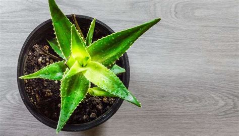 12 Best Houseplants for High Humidity - Indoor Gardening