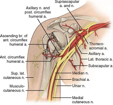 Fractures of the Proximal Humerus | Musculoskeletal Key