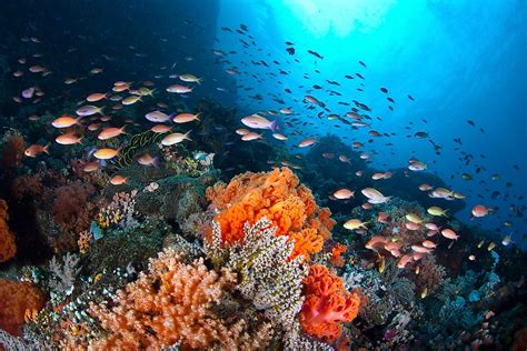 Coral Reef Ecosystem - WorldAtlas