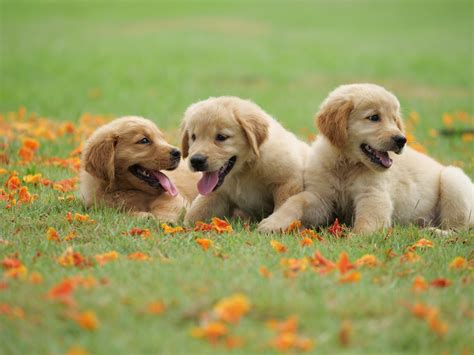 Download Puppy Baby Animal Dog Animal Golden Retriever 4k Ultra HD ...