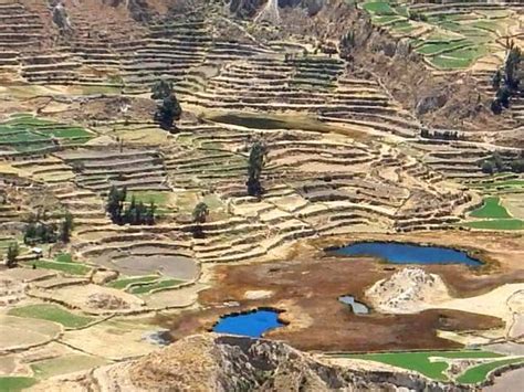 The Condors of Colca Canyon - Peru - Tessa's Blog