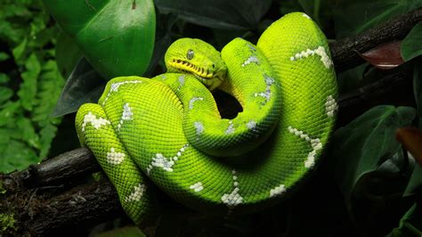 Free download Green Tree Python Images TheCelebrityPix [4749x2673] for ...