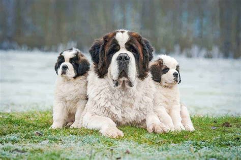 Saint Bernard: Gentle giants known for patience, protectiveness