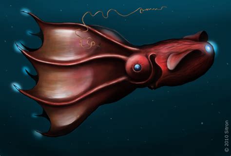 No, the Vampire Squid Isn't As Scary As It Sounds - Earth.com