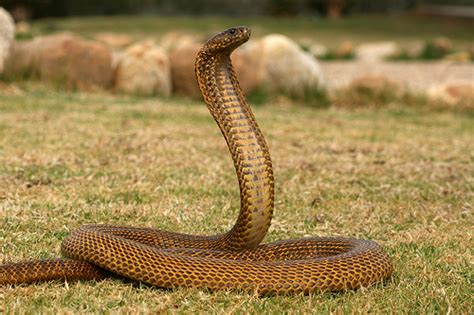 Cape Cobra Facts and New Pictures-Images | The Wildlife