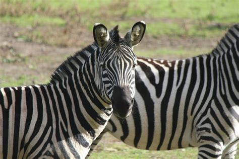 Grant's Zebra | Southwick's Zoo