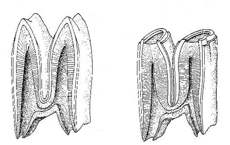 Molar Drawing at PaintingValley.com | Explore collection of Molar Drawing