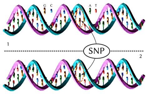 Polimorfismo de nucleotídeo único - Wikiwand