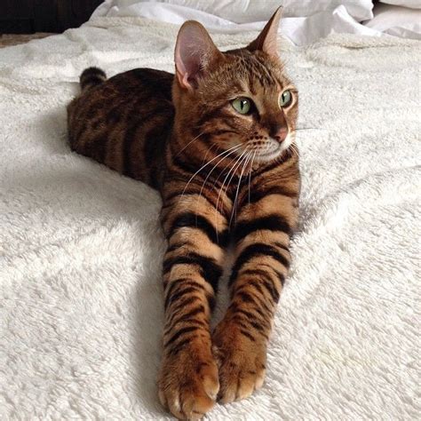 This tiger looking toyger pet cat type was established by the cross between a common Bengal ...