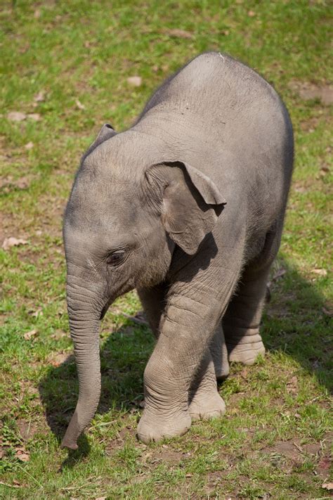 Baby Elephant Free Stock Photo - Public Domain Pictures