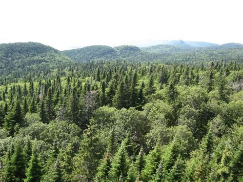 Mixed forest [IMAGE] | EurekAlert! Science News Releases