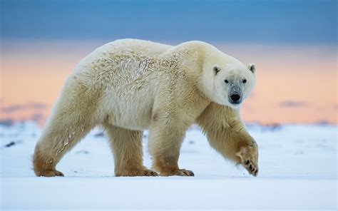 Download Wallpaper 1920x1200 Polar bear walk, snow HD Background