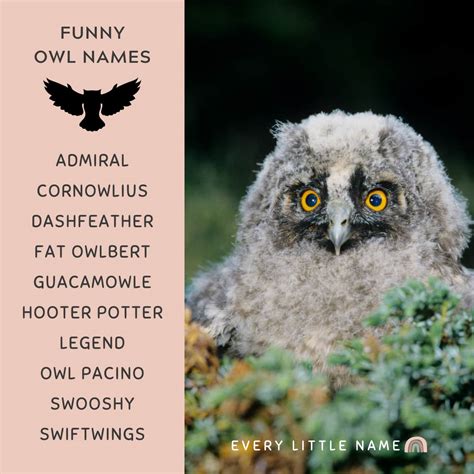 230+ Best Owl Names (Cute, Funny, and Cool) - Every Little Name