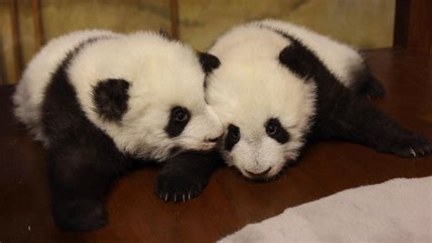 The Internet Has Chosen Panda Cubs’ Official Names! - ZooBorns