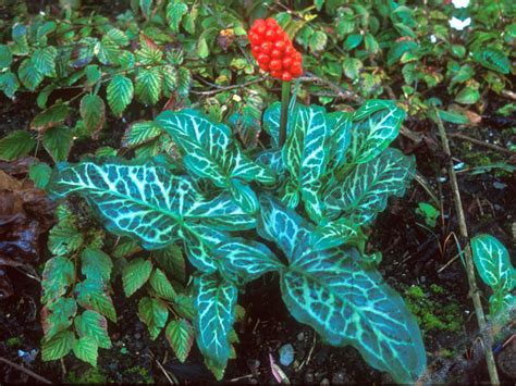 Arum italicum 'Pictum' Seed