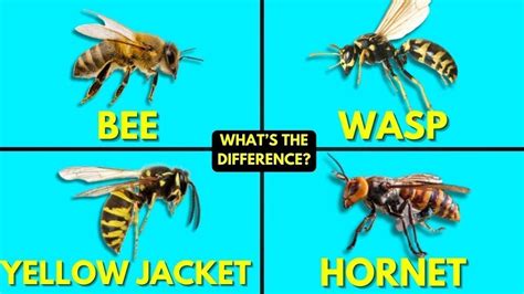 What's The Difference Between Bees, Wasps, Yellow Jackets, and Hornets? - YouTube