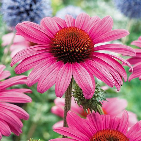 Echinacea 'Nectar Pink' - Cottage Garden Plants - Van Meuwen | Cottage garden plants, Plants ...