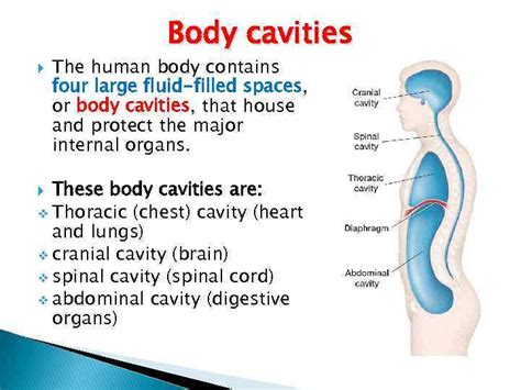 Basic concepts of anatomy and physiology ANATOMY