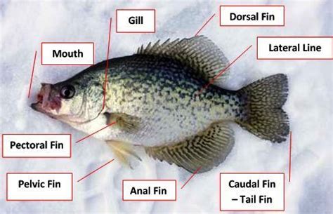 fish anatomy: fish diagram, anatomy of a fish | Fish anatomy, Fish, Anatomy