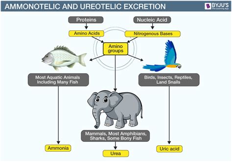 Excrétion chez les animaux - Modes d'excrétion et Déchets excréteurs ...