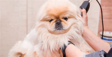 Pekingese Breed Guide (Lifespan, Size & Characteristics)