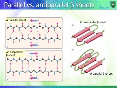 Beta Sheet Antiparallel Vs Parallel