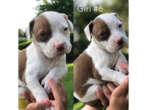 6 Full breed female pit bull puppies Atlanta - Puppies for Sale Near Me